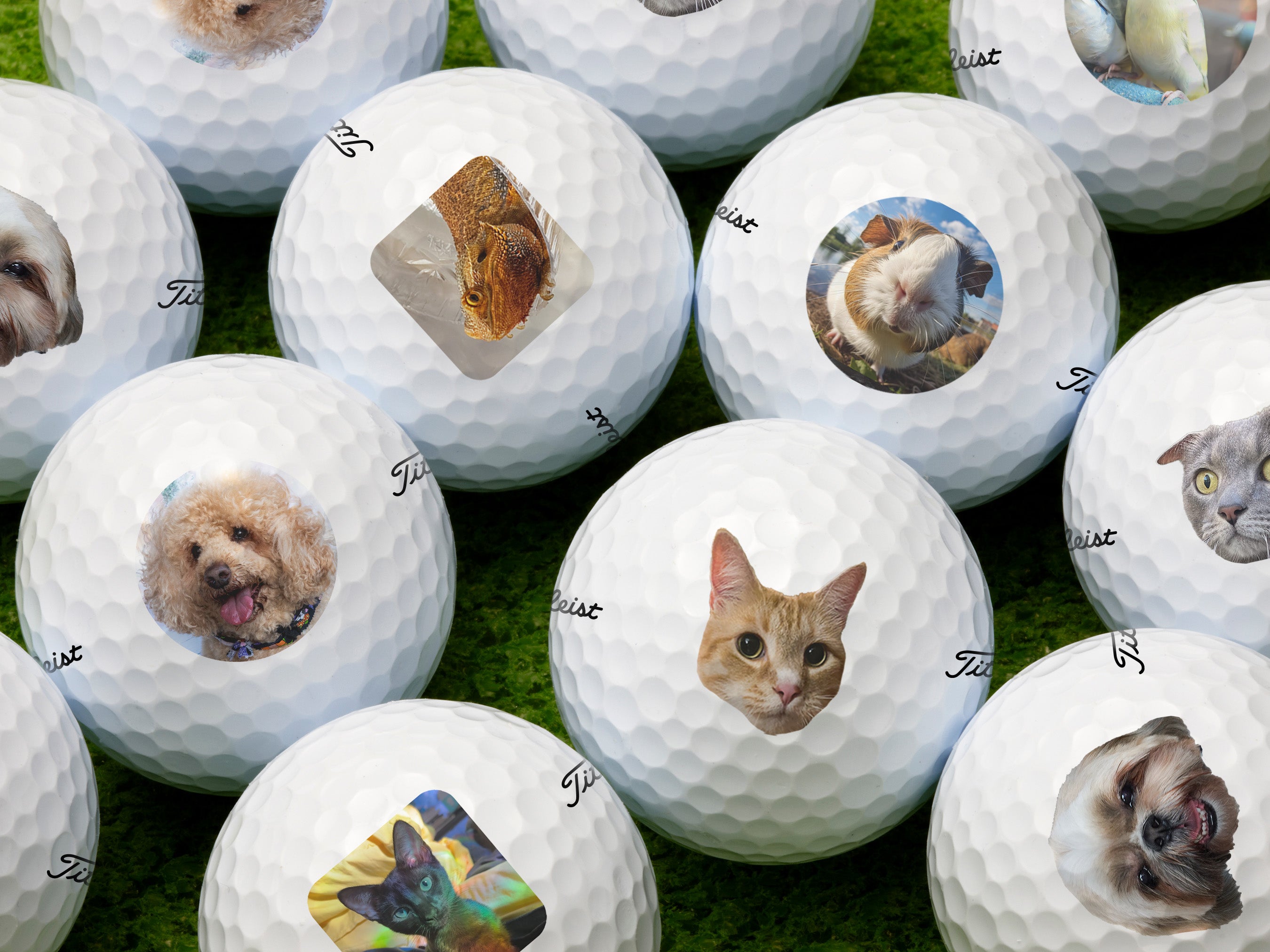 A golf ball with dog is printed on it. The ball is shown on top of a white golf tee against a grass green background.